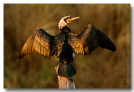 Birds Images