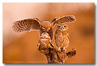 Birds Images